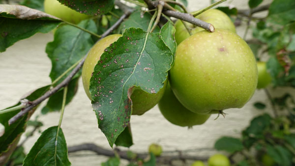 Französisch-Übersetzer fh-translations.com